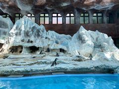 -帝企鹅自助餐厅•儿童岛•真企鹅(长隆企鹅酒店)