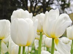 -上海鲜花港