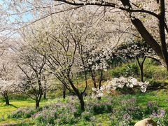 -苏州上方山国家森林公园
