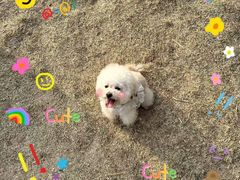 -心仪动物医院·牙专科·肿瘤·心脏科(西客站院)