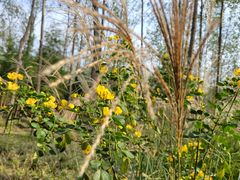 -合肥滨湖国家森林公园