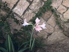 -花竹村