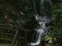 -莫里热带雨林景区