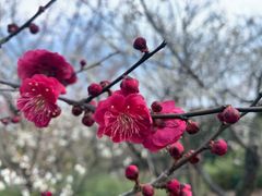 -无锡梅园公园