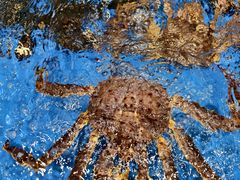 -琼菜人家·海南菜·文昌鸡(文昌大道店)