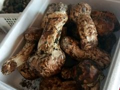 -蘑统田下·野生菌火锅