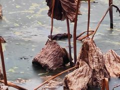 -白鹭湾湿地公园