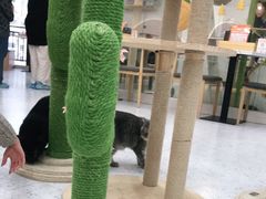 -喵园·猫主题咖啡厅·撸猫·猫咖(国贸店)