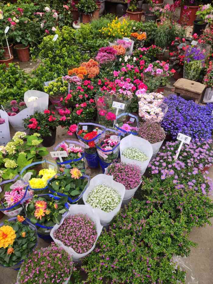 五角场花鸟市场-"男友天天都对着电脑,辐射很大的在网上看.