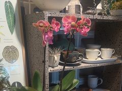 -自由生长植物工作室(深港花卉中心店)