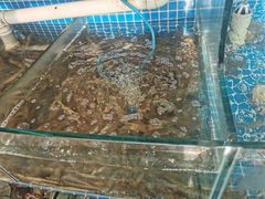 -蟹谢蒸鲜自助餐厅