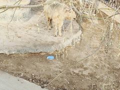 -石家庄市动物园