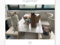 -喵的天空名猫咖啡馆·撸猫·猫舍·用品