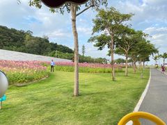 -野狸岛