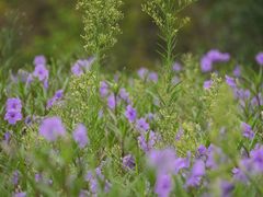 -白塘生态植物园