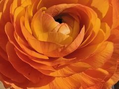 -Jo's Garden