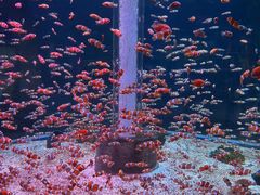 -海合安成都极地海洋公园