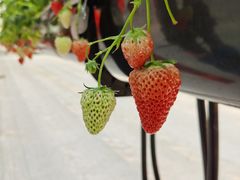 -建德果蔬乐园绪塘草莓基地