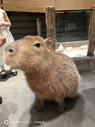 -造物庄园 萌宠纪(苏州湾歌林公园店)