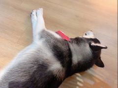 -Husky Go! 哈士奇体验馆·宠物咖啡厅狗咖