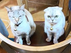 -李小姐の猫咖啡馆(五角场店)