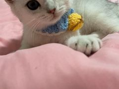 -糯米喵星人总部直营旗舰店·猫舍·幼猫出售