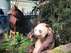 -四川大学博物馆