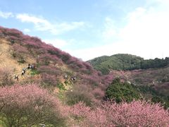 -新建村梅花