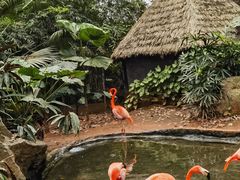 -海南热带野生动植物园