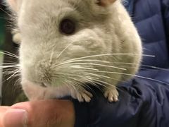 -藦茜花园宠物主题亲子互动体验馆(国顺东路店)
