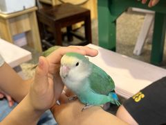 -深圳鸟咖鹦花岛