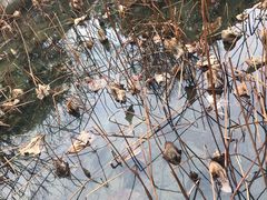 -慧因高丽寺