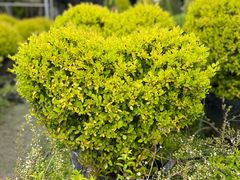 -龙大花卉苗木市场