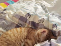 -A猫a狗全科·犬猫异宠·芥西宠物医院(南开总院)