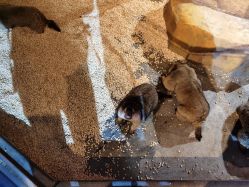 -未来动物城动物主题公园(大悦城店)