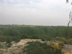 -西青郊野公园