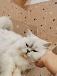 -Moni星球萌宠·小马宝莉·灵蛇·高端高阶全萌宠互动体验俱乐部(红豆国际广场店)