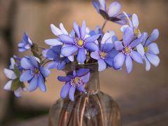 -周鱼小馆石锅酸菜鱼(活力汇店)