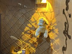 -树洞桌游宠咖小酒馆