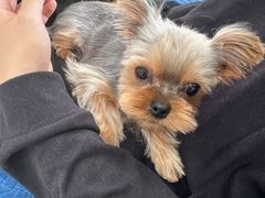 -利又安动物医院··老年病·猫科犬科·中兽医