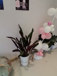 -Dr.林醫生产后修复·配方产康店(南京大厂店)