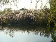 景点-新江湾城公园