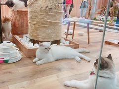 -袖虎·猫馆(体育西路店)