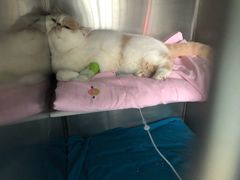 -甄爱宠物医院(疏影路店)