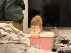 -伟伟宠物医院·瑞派猫友好医院·猫科(光谷店)