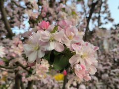 -海棠花溪(元大都城垣遗址公园)