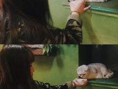 -猫猫幼稚园·撸猫·桌游·电玩