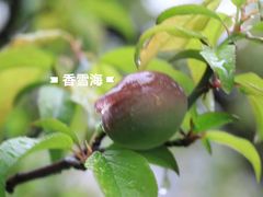 -香雪海