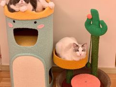 -福懋动物医院·犬猫全科·外科·重症科(杏林分院)