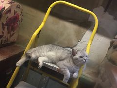 -猫咪博物馆(顶澳仔猫街店)
